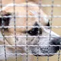 Wer sich ein Haustier zulegen will, sollte sich im Vorfeld genau überlegen, welches Tier zu ihm passt