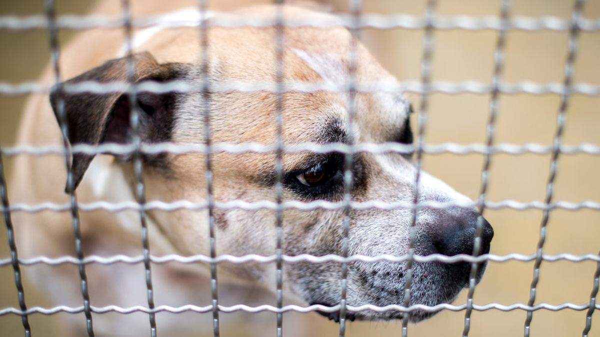 Wer sich ein Haustier zulegen will, sollte sich im Vorfeld genau überlegen, welches Tier zu ihm passt