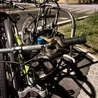 Die Äskulapnatter „kletterte“ auf den Lenkstangen der Fahrräder