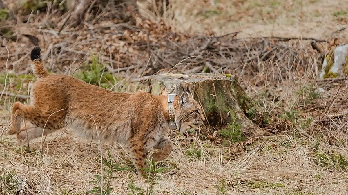 Ein in Slowenien angesiedelter Luchs. Die Tiere werden für das Monitoring besendert