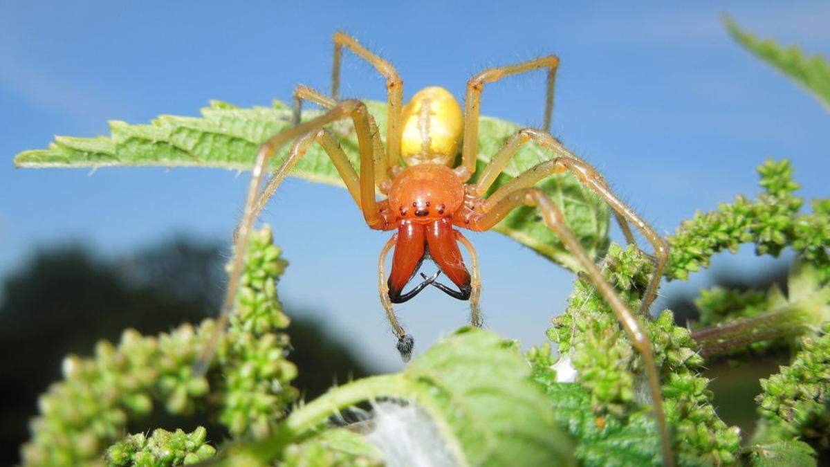 Die Dornfingerspinne fühlt sich bei heißem, trockenem Wetter wohl