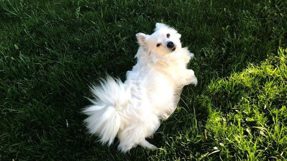 Snoopys Besitzer hofft derzeit auf Hinweise von Zeugen