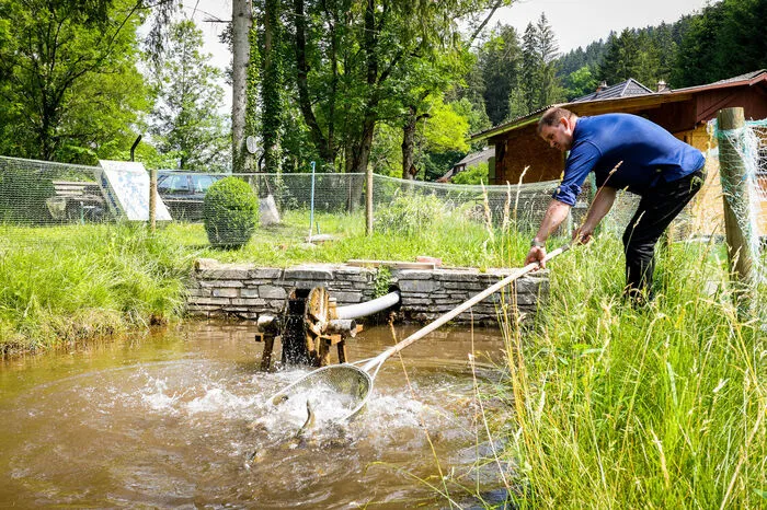 Neben Karpfen schwimmen hier auch Saiblinge, Bachforellen, Regenbogenforellen und der ein oder andere Stör.