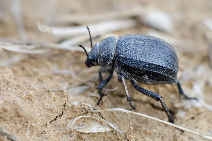 Der Käfer Stenocara Gracilipes sammelt in der trockenen Namibwüste mithilfe seiner Flügel Wasser aus Nebelschwaden. Die Flügel sind so beschaffen, dass ein Teil wasseranziehend, der andere wasserabweisend ist. Wassertropfen können so zum Maul des Käfers rinnen. Vorarlberger Forscher haben erst unlängst nach diesem Prinzip eine neue Oberflächentechnik entwickelt.