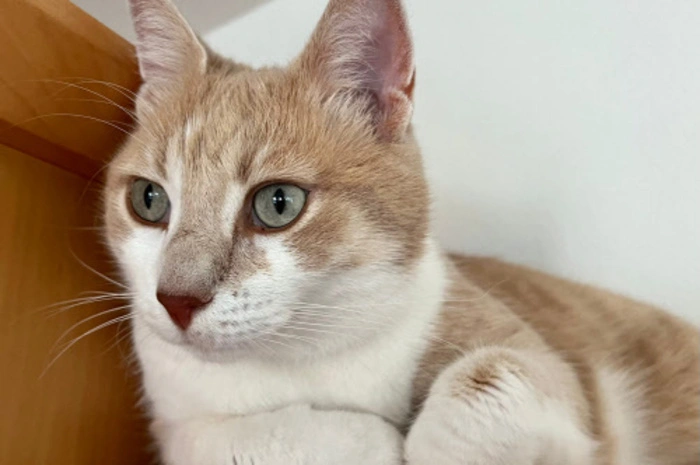 Der siebenjährige Spencer ist bei unserer Redakteurin Alice Samec untergekommen. Er ist ein verkuscheltes Katerchen, das eifersüchtig darüber wacht, dass seine Mitbewohnerin Milli nicht mehr Streicheleinheiten abbekommt als er - und er liebt Leckerlis.