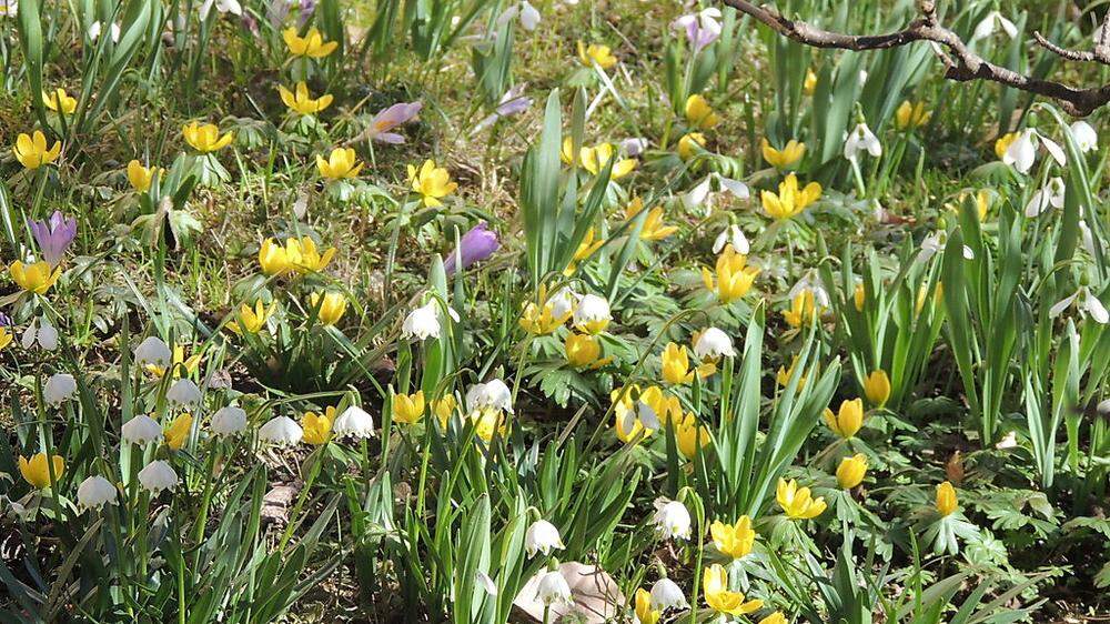 Der Frühling zeigt sich in Feldbach von seiner schönsten Seite