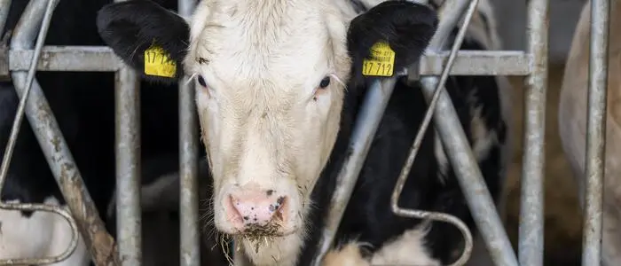 In Österreich und zahlreichen anderen europäischen Ländern wurde das Shamonda-Virus während der letzten Monate nachgewiesen