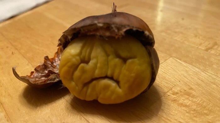 Diese Kastanie wollte wohl nicht gebraten werden.