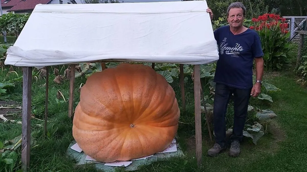 Horst Jöbstl neben seinem wohl behüteten Kürbis