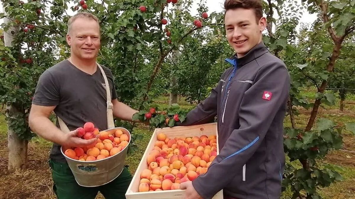 Josef und Alexander Nuster starteten gestern mit der Marillenernte: „Sind froh, dass es überhaupt welche gibt“