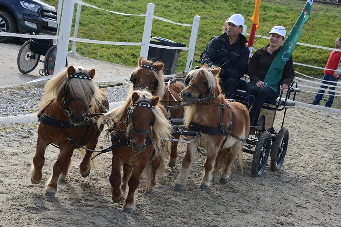 Ponygespann aus Wernberg