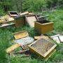 Bei diesen Bienenstöcken am Kogelberg bei Leibnitz dürfte der Bär seinen Hunger gestillt haben