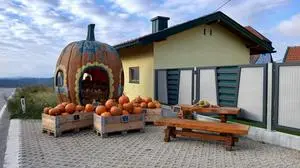 Mehrere Kürbisse sind in Holzkisten gelagert und stehen vor einem Verkaufsladen, der aussieht wie ein Kürbis | Hier werden noch Schnitzkürbisse verkauft