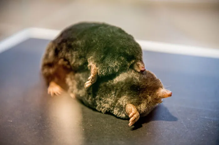 Und wie ist das bei den Maulwürfen? Da sorgt er dafür, dass die Konkurrenz nicht mehr zum Zug kommt