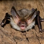 Bechstein's Bat, Myotis bechsteinii, resting at night. Showing aggressive behavior by showing its teeth.
