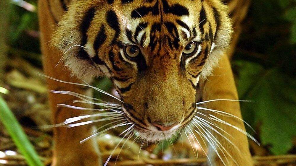 Ein Sumatra-Tiger vom Zoo in Brisbane