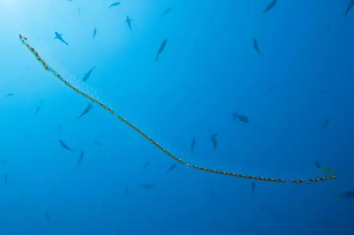 Salpenkette, Salpa sp., Komodo Nationalpark, Indonesien Chain of Salps, Salpa sp., Komodo National Park, Indonesia Salpenkette, Komodo Nationalpark PUBLICATIONxINxGERxSUIxAUTxONLY

Salpenkette Salpa SP Komodo National Park Indonesia CHAin of Salps Salpa SP Komodo National Park Indonesia Salpenkette Komodo National Park PUBLICATIONxINxGERxSUIxAUTxONLY