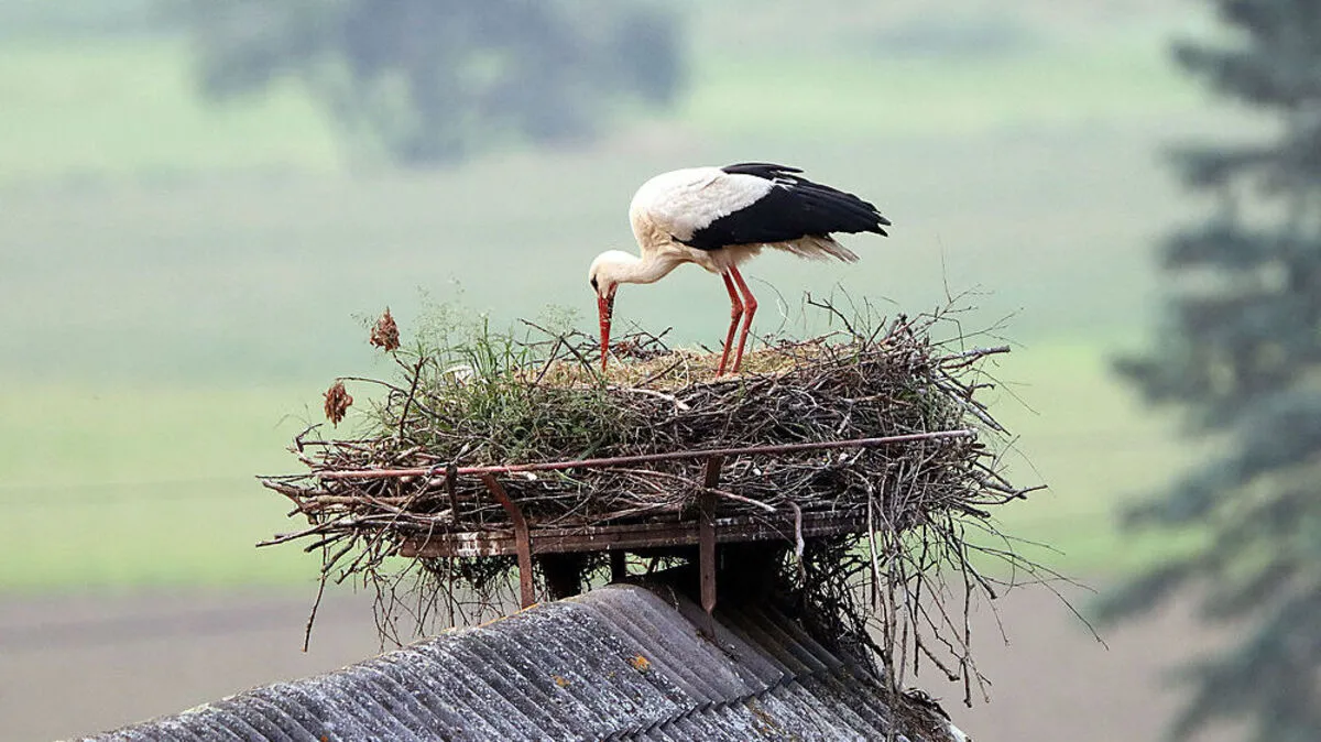 Der Storch in Ossiach kam heuer alleine an