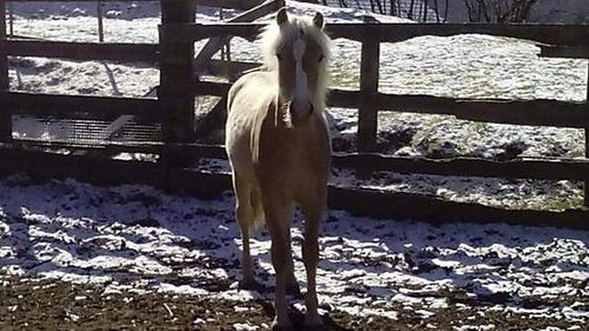 Stan ist seit Mittwoch abgängig - wer hat was gesehen?