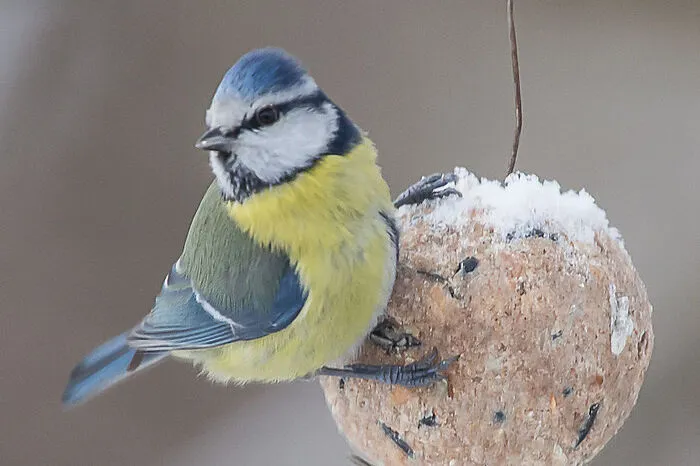 Die Blaumeise flatterte auf so manchen Knödel und Platz fünf in der Steiermark.