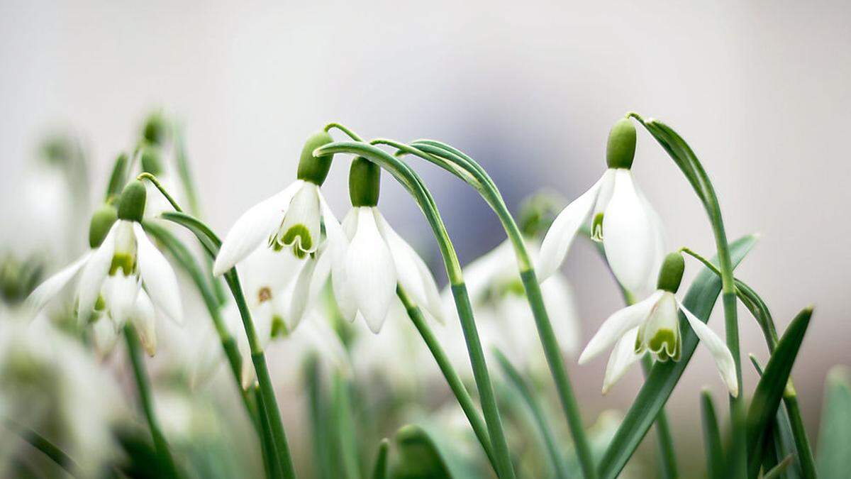 Schneeglöckchen sind erste Frühlingsboten