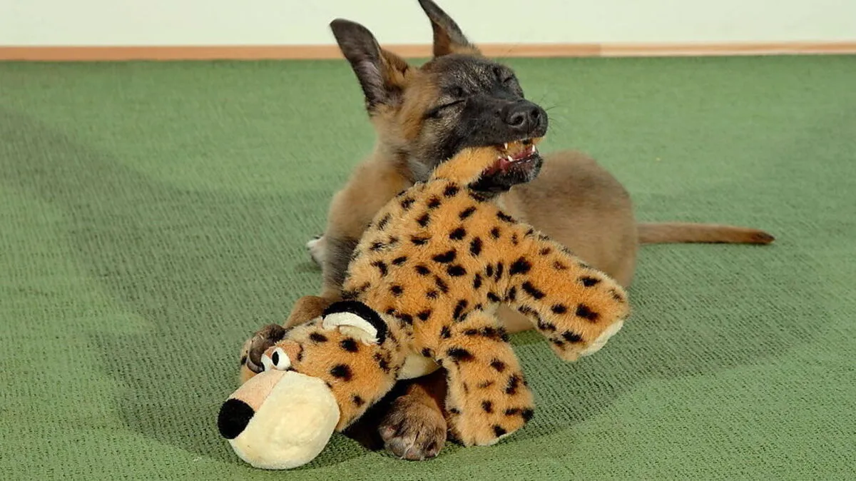 Auch das richtige Spielen mit Hunden will gelernt sein