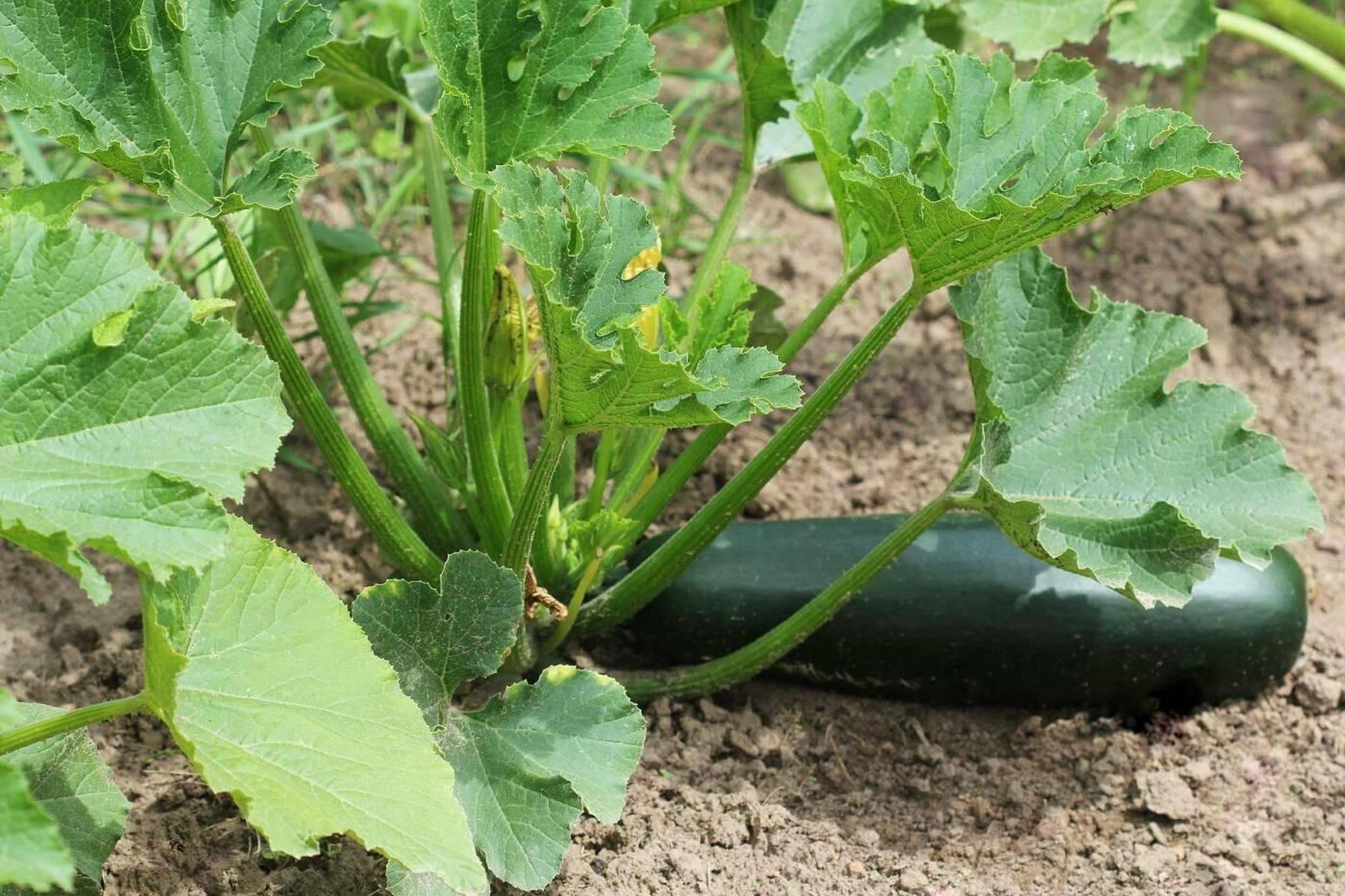 Was hilft gegen Mehltau beim Zucchini?