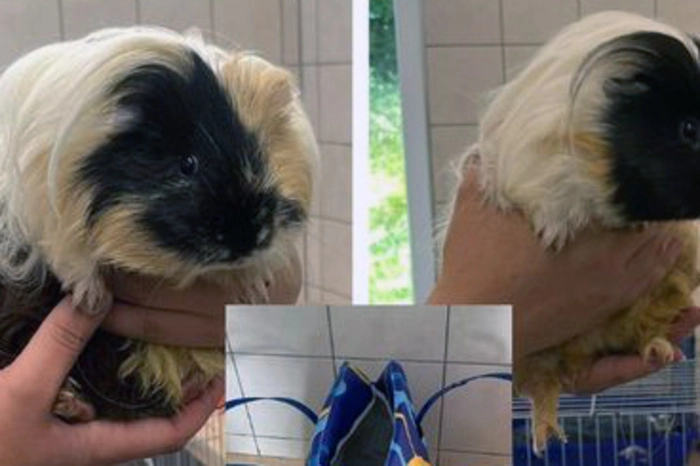 Zwei  männliche Meerschweinchen (am Foto) wurden in einer blauen Plastiktasche an der Türe der Uni Kindergruppe im Lakesidepark zurückgelassen. Das Team des Tierschutzkompetenzzentrums TiKo hofft, den Tierhalter  ausfindig machen zu können und bittet um Mithilfe:Hat jemand etwas gesehen oder erkennt die beiden bzw. die blaue Tasche? Kontakt: Kärntner Landestierschutzkompetenzzentrum TiKo, 9020 Klagenfurt, Judendorfer Straße 46, Telefon (0 463) 43 5 41 www.tiko.or.at