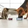 Tabby cat and dog eating from bowl on floor indoors. Funny friends