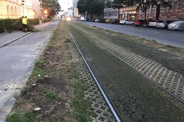 Die Recherchen der Kleinen Zeitung zeigen: Die Hainbuchen werden durch neue Sträucher ersetzt...