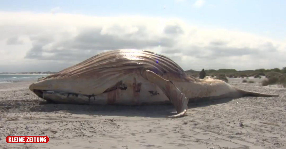 “Timmy’s” carcass pulled ashore: Rescue mission criticized as “pure animal ...