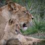 Symbolbild Sudans Löwen in Gefahr