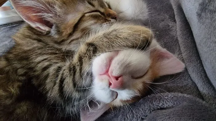Das Geschwisterpaar ist erst 11 Wochen alt und lebt seit kurzem bei unserer Digitalmanagerin Gabriele Eder. Die flauschigen Schmusekatzen lieben es, miteinander zu spielen und jagen einander gerne durch das Wohnzimmer. Charlie, der rot-weiße Kater, ist sehr selbstbewusst und erkundet jede Öffnung. Seine getigerte Schwester Mina ist zwar der ruhigere Typ, lässt sich von ihrem Bruder aber gerne zu Schabernack überreden.