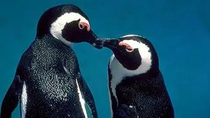 Brillenpinguine aus der ORF-Universum-Reihe