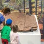 Eine fossile Platte im Geopark-Besucherzentrum