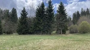Der Wald grenzt an eine Siedlung und an das beliebte Naherholungsgebiet nahe der "Waldschenke" an