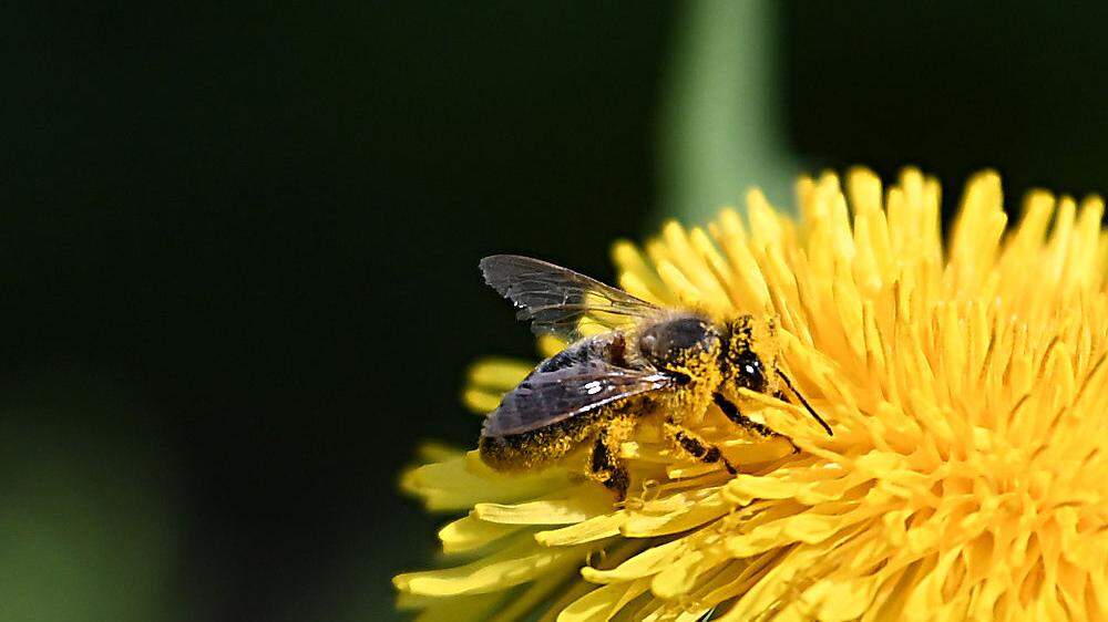 Weltbienentag: Von 44 getesteten Pflanzen wiesen nur zwei keine Pestizid-Rückstände auf