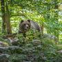 Ein Bär attackierte den Schwammerlsucher von hinten