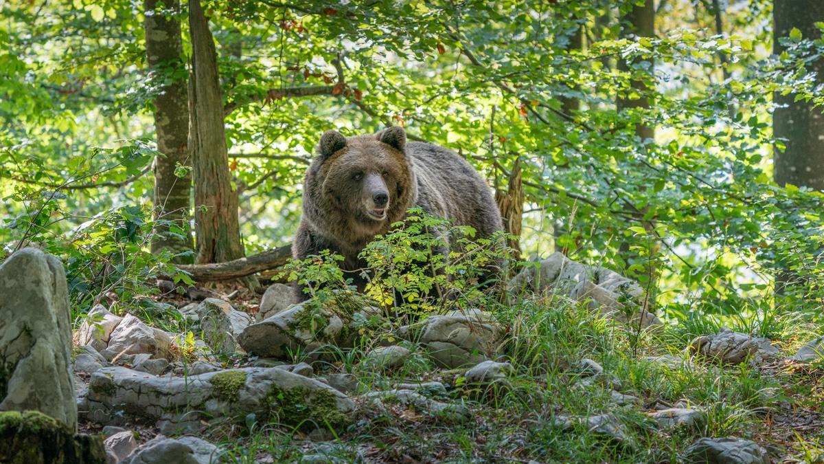 Ein Bär attackierte den Schwammerlsucher von hinten