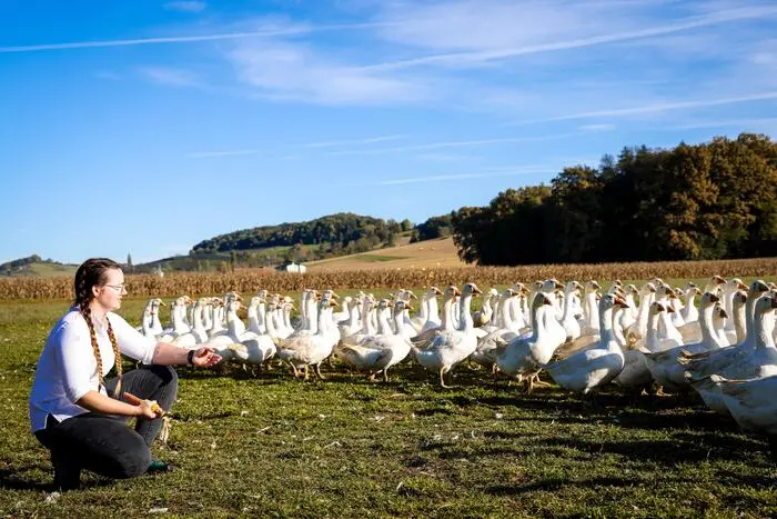 Hauptsächlich fressen Weidegänse frisches Gras der saftigen Weiden
und hofeigenes Getreide als Beigabe.