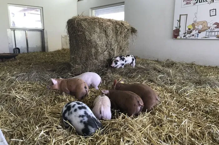 Die Ferkel bleiben in Summe acht Wochen hier,...