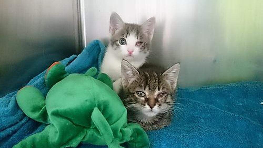 23 schwer kranke Katzen wurden Mitte Juli anonym beim Tierschutzkompetenzzentrum Klagenfurt abgegeben