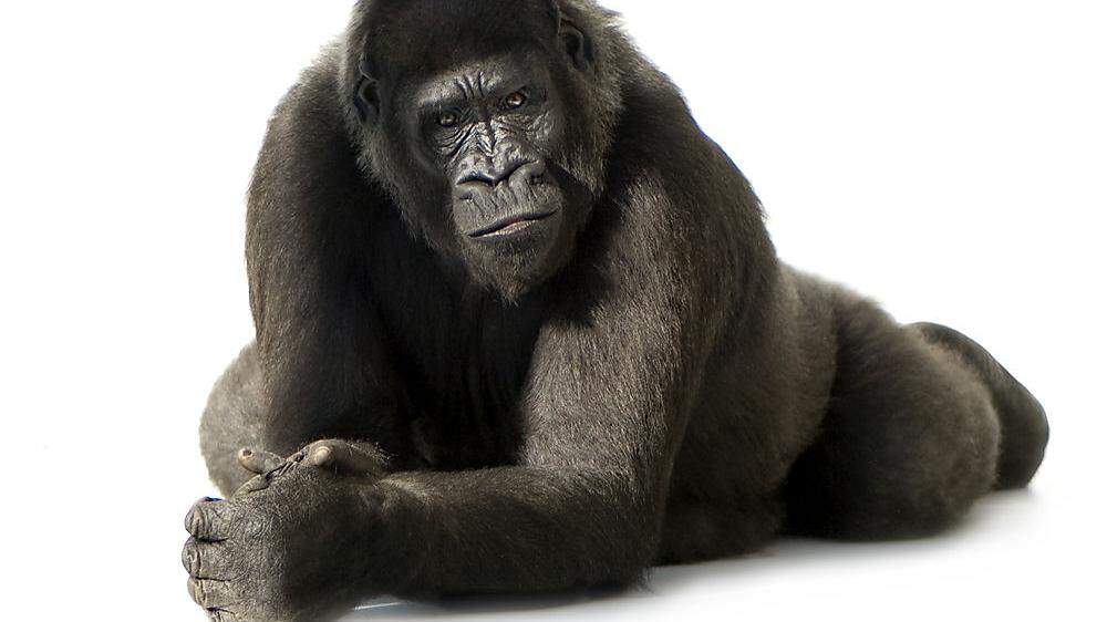 Außergewöhnliches Verhalten von Gorillas 