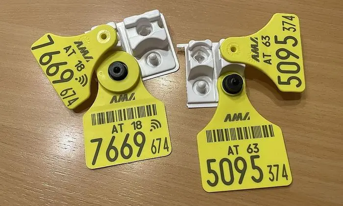 Links die neuen Ohrmarken, rechts die alten. Der Bereich um den schwarzen Punkt ist deutlich größer und schwerer