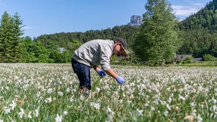 Nur noch wenige Tage bis zum Narzissenfest, dem größten Blumenfest Österreichs. Damit die Narzissenfiguren am Sonntag um die Wette strahlen können, sind Tausende Helfer im Einsatz und es wird noch eifrigst gepflückt.