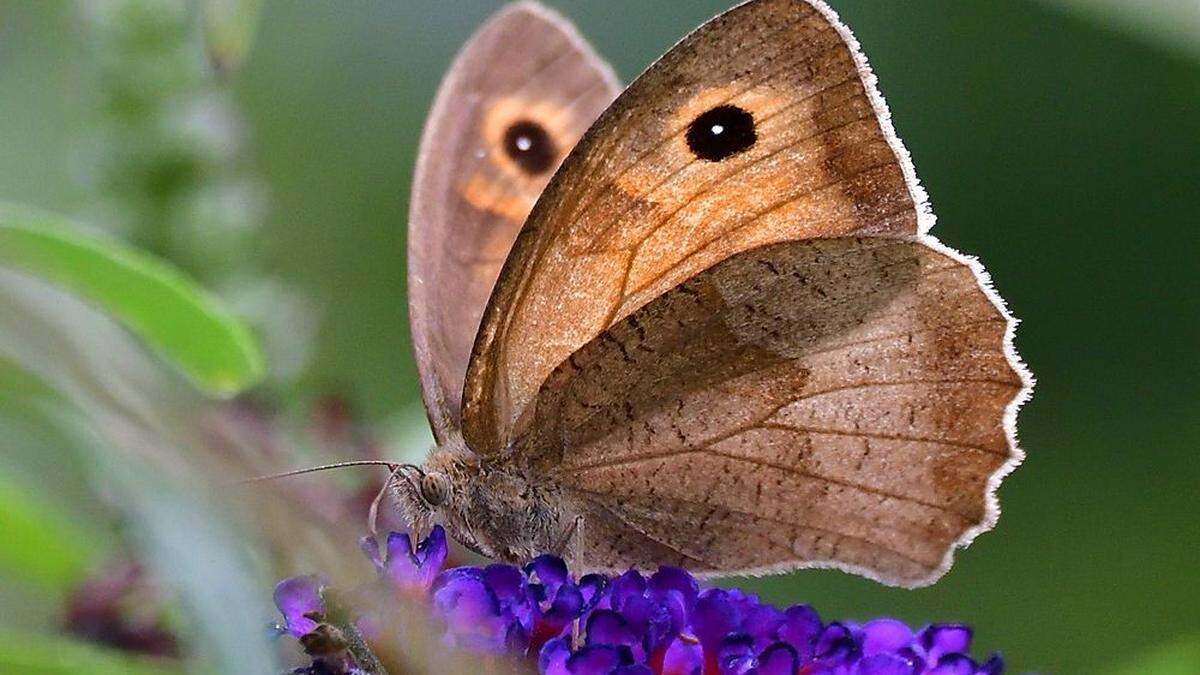 Über 12.000 Schmetterlinge wurden gezählt