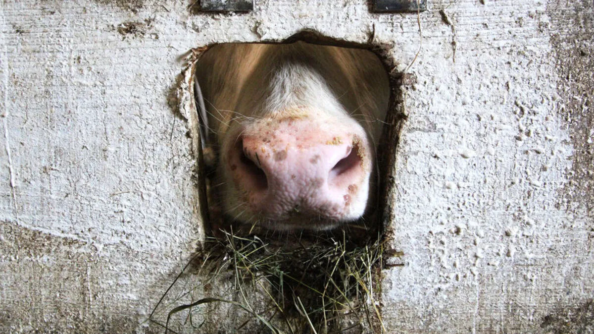 Ihre Bilder erzählen die „kleinen, scheinbar unbedeutenden Geschichten“: ein Werk von Judith Barfuss