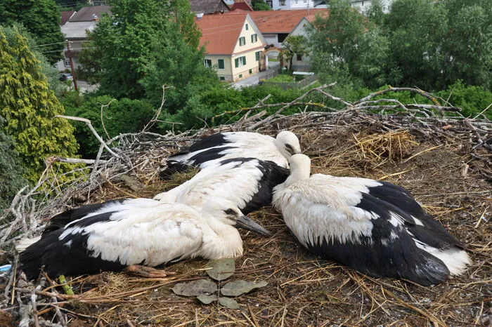Noch bevor die Störche flügge werden, werden sie beringt