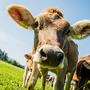 Milchviehzucht im Drautal: Tierhaltung hat in der Milchwirtschaft zunehmende Relevanz
