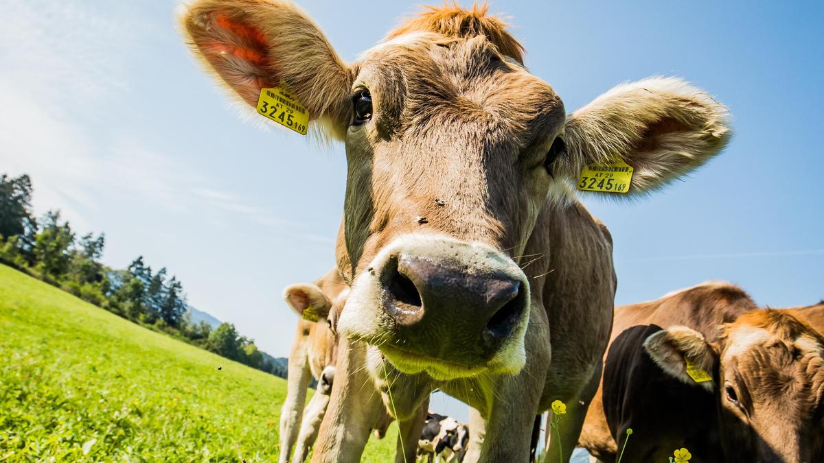 Milchviehzucht im Drautal: Tierhaltung hat in der Milchwirtschaft zunehmende Relevanz